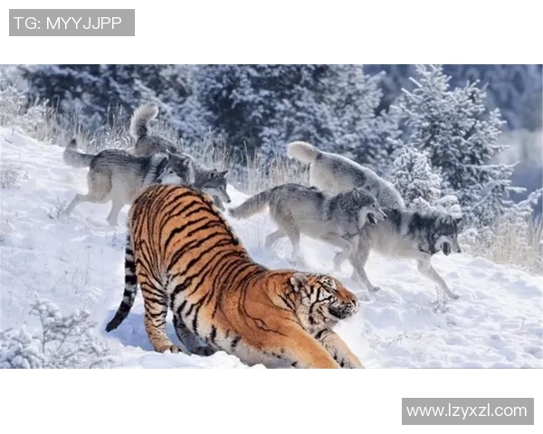 棕熊与二十只狼的生死对决谁能在森林中称王称霸